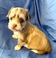 Maylee, a female Havanese for sale in Tremonton, UT – 2 of 8
