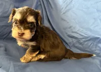 Mable , a female Havanese for sale in Tremonton, UT – 8 of 10