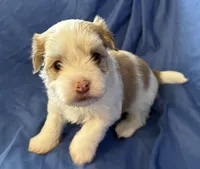 Manny, a male Havanese for sale in Tremonton, UT – 2 of 10