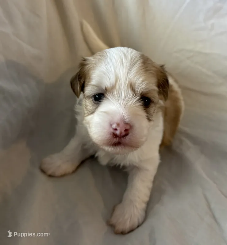 Manny – Havanese puppy for sale in Tremonton, UT