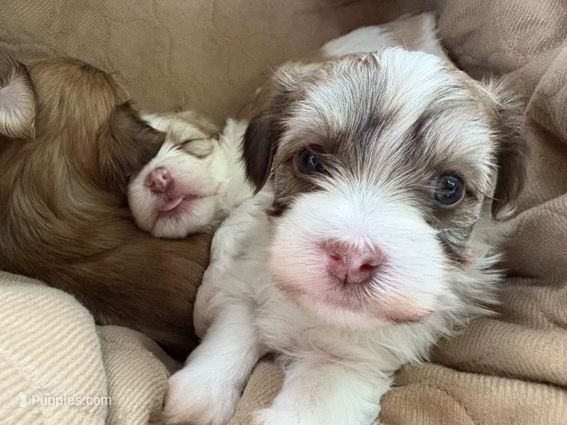 Miko – Havanese puppy for sale in Tremonton, UT
