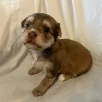 Monty, a male Havanese for sale in Tremonton, UT – 2 of 4