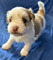 Manny, a male Havanese for sale in Tremonton, UT – 7 of 10