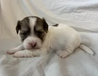 Miko, a male Havanese for sale in Tremonton, UT – 4 of 4