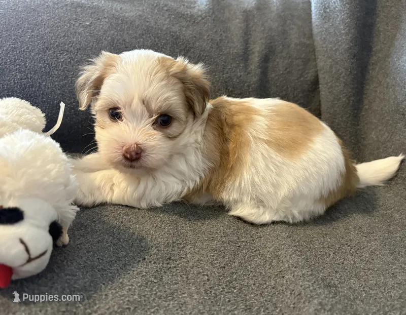 Manny – Havanese puppy for sale in Tremonton, UT