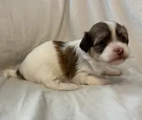 Miko, a male Havanese for sale in Tremonton, UT – 2 of 4