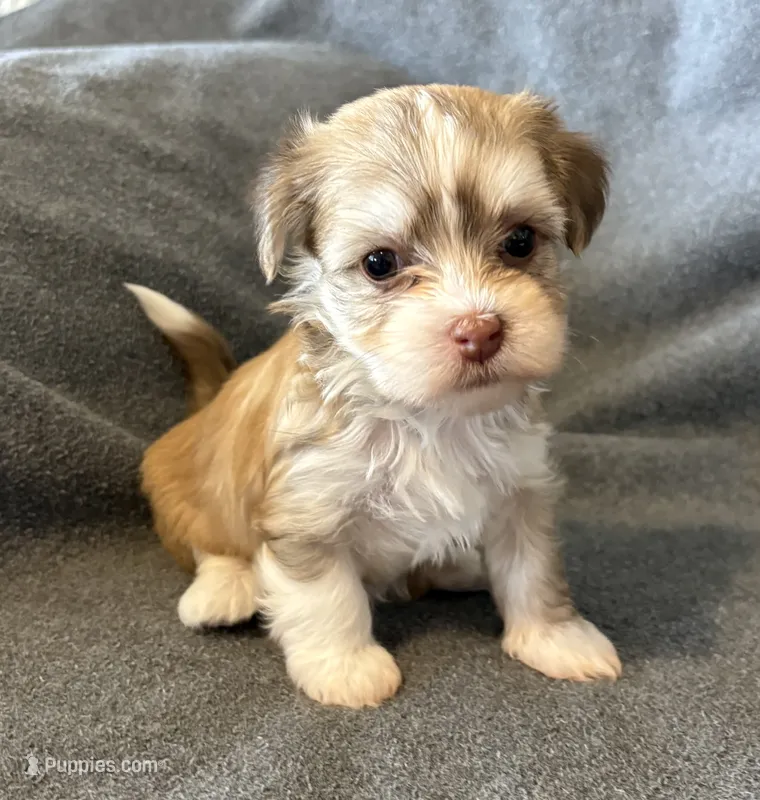 Maylee – Havanese puppy for sale in Tremonton, UT