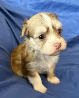 Maylee, a female Havanese for sale in Tremonton, UT – 3 of 8