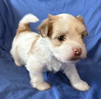 Manny, a male Havanese for sale in Tremonton, UT – 6 of 10