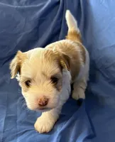 Manny, a male Havanese for sale in Tremonton, UT – 5 of 10