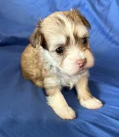 Maylee, a female Havanese for sale in Tremonton, UT – 4 of 8