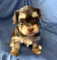 Mable , a female Havanese for sale in Tremonton, UT – 3 of 10