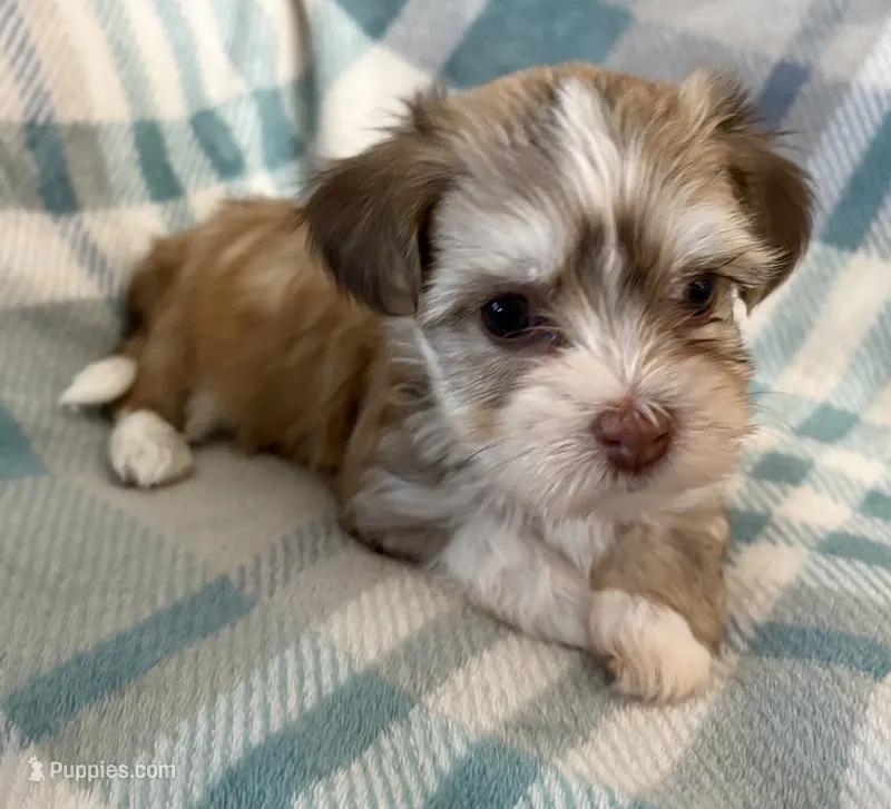 Maylee – Havanese puppy for sale in Tremonton, UT