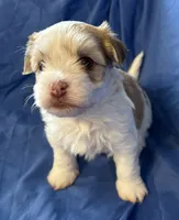 Manny, a male Havanese for sale in Tremonton, UT – 4 of 10