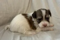Miko, a male Havanese for sale in Tremonton, UT – 1 of 4