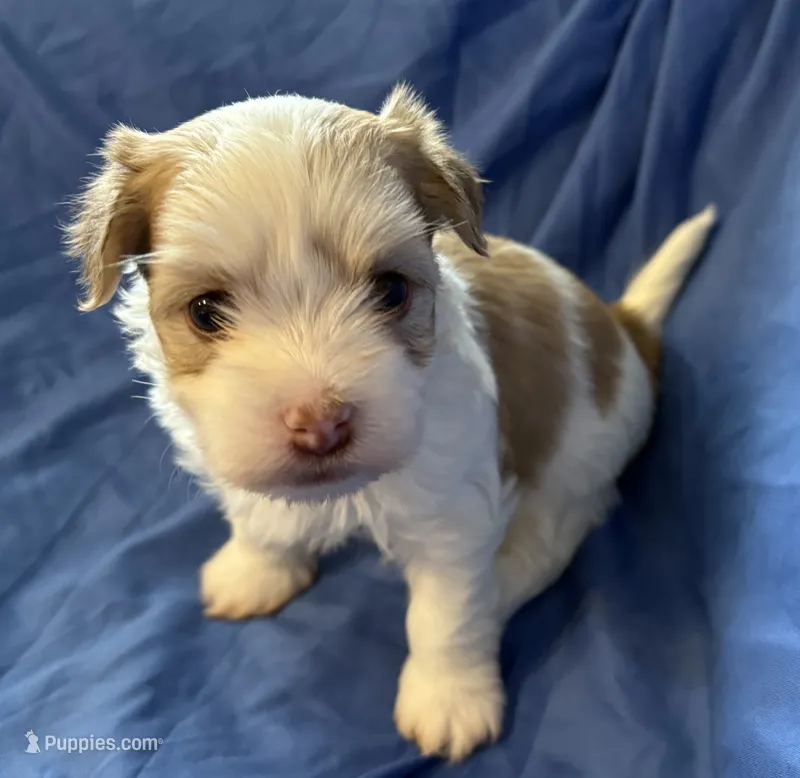Manny – Havanese puppy for sale in Tremonton, UT