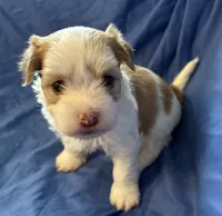 Manny, a male Havanese for sale in Tremonton, UT – 8 of 10
