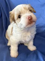 Manny, a male Havanese for sale in Tremonton, UT – 3 of 10