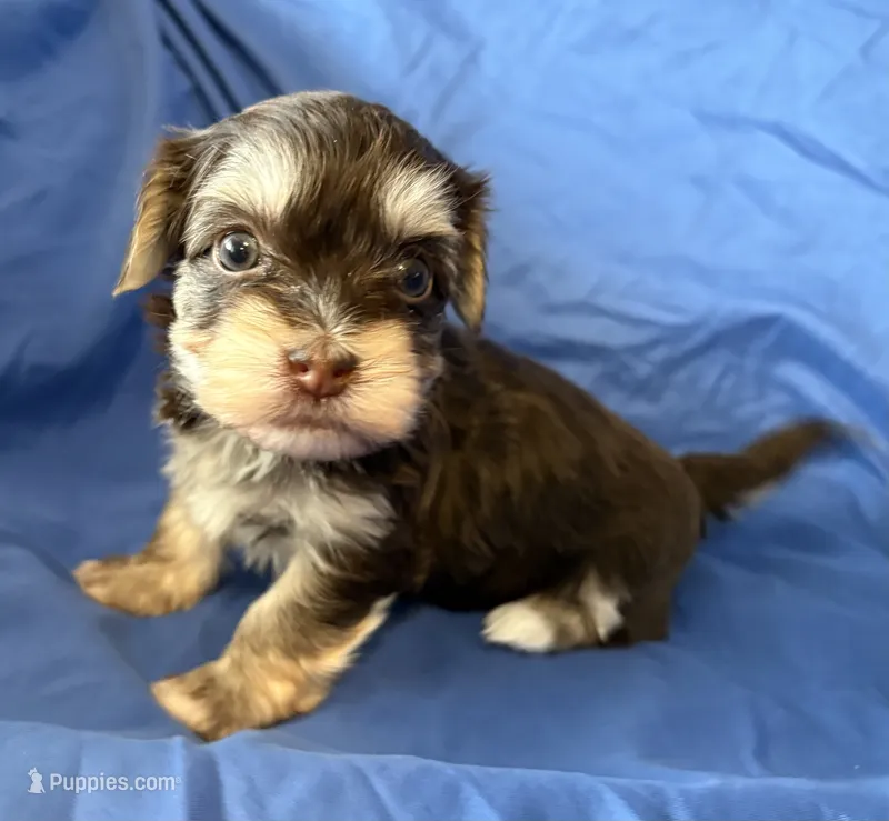 Mable  – Havanese puppy for sale in Tremonton, UT