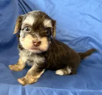 Mable , a female Havanese for sale in Tremonton, UT – 1 of 10