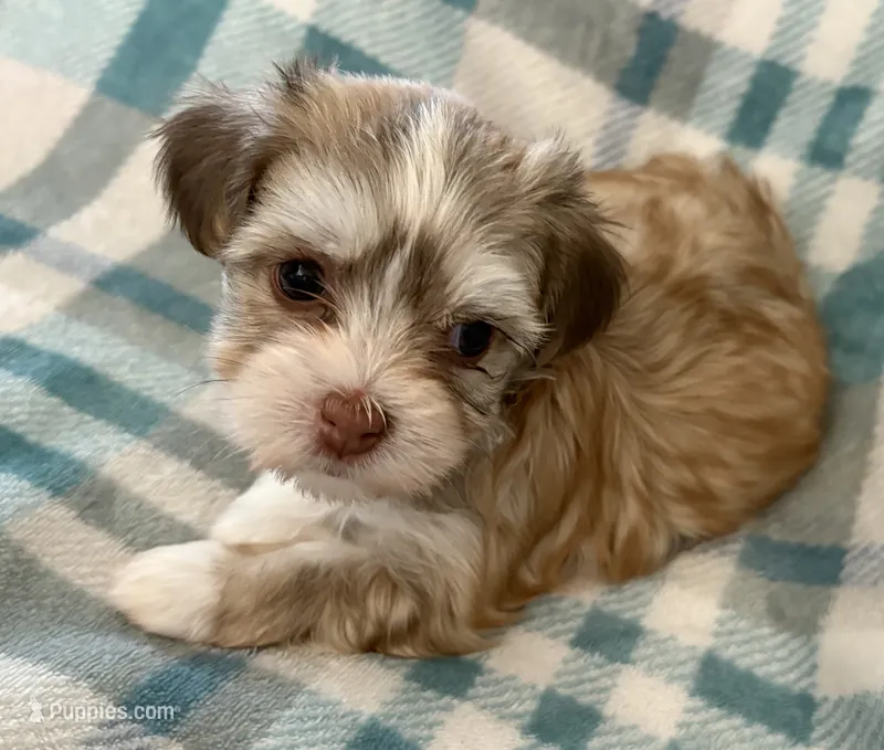 Maylee – Havanese puppy on hold in Tremonton, UT