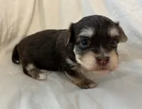 Mable , a female Havanese for sale in Tremonton, UT – 10 of 10