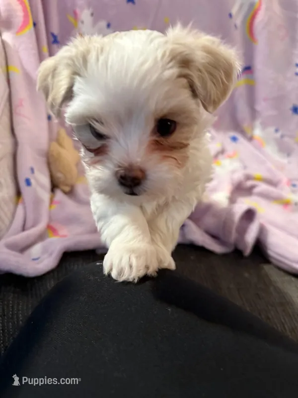 Violet  – Maltipoo puppy for sale in Suwanee, GA