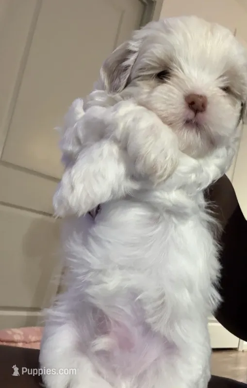Bryce – Maltipoo puppy for sale in Suwanee, GA