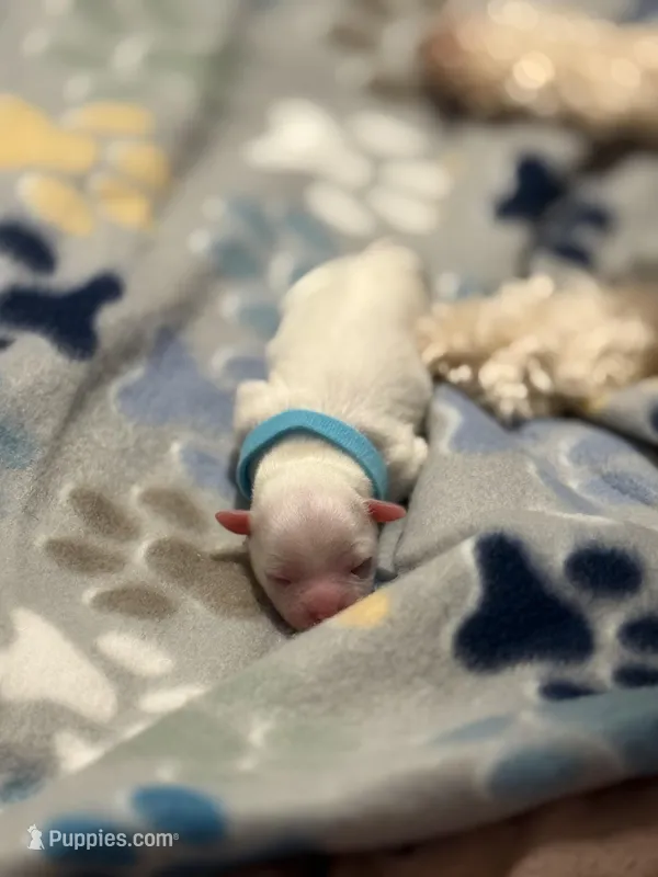 Bryce – Maltipoo puppy for sale in Suwanee, GA