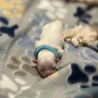 Bryce, a male Maltipoo for sale in Suwanee, GA – Photo 2 of 3