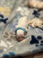 Bryce, a male Maltipoo for sale in Suwanee, GA – Photo 2 of 2