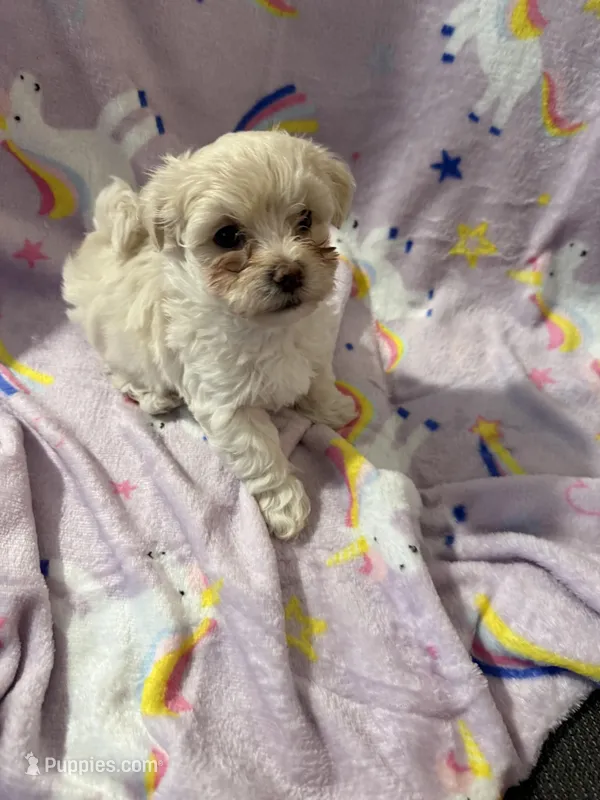 Bentley  – Maltipoo puppy for sale in Suwanee, GA