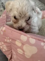 Bentley , a  Maltipoo for sale in Suwanee, GA – Photo 4 of 4