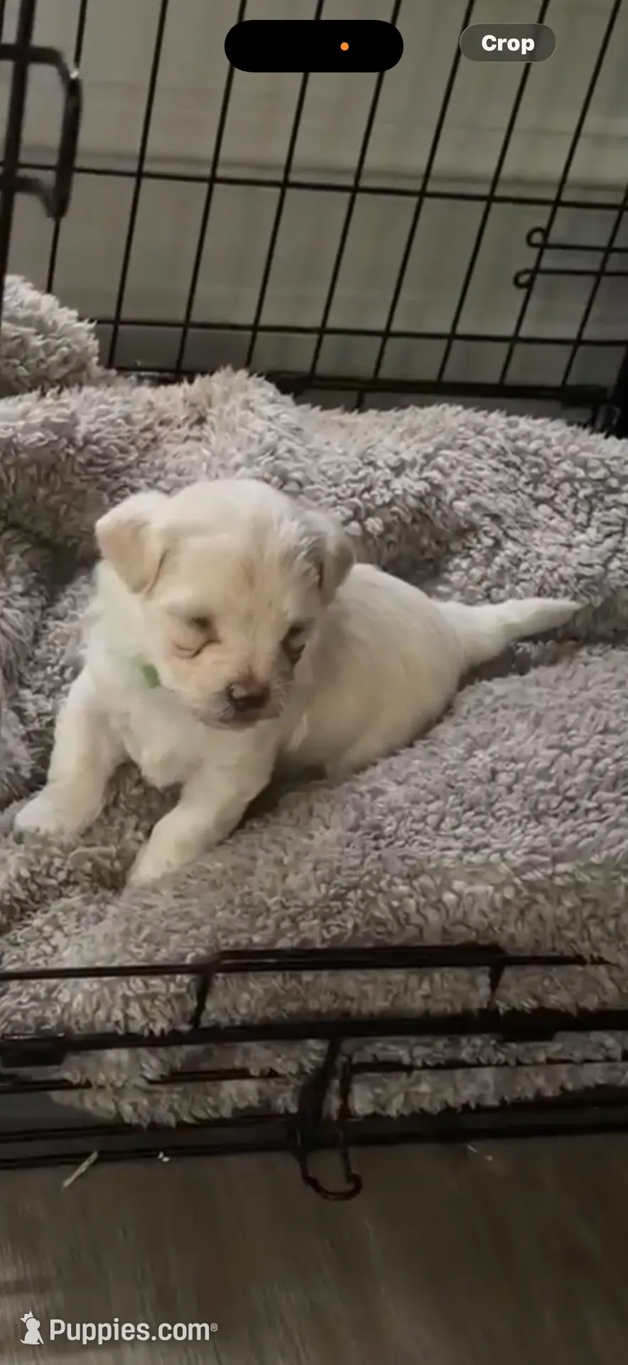 Bentley  – Maltipoo puppy for sale in Suwanee, GA