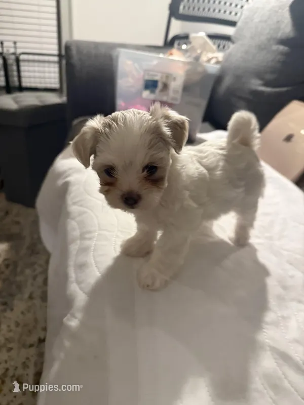 Violet  – Maltipoo puppy for sale in Suwanee, GA