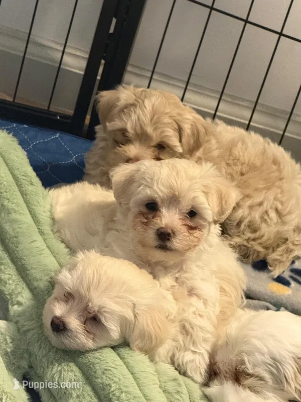 Bentley  – Maltipoo puppy for sale in Suwanee, GA
