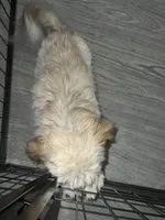 Lexy, a female Shih Tzu for sale in Waterbury, CT – Photo 5 of 10