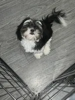 Princesa, a female Shih Tzu for sale in Waterbury, CT – Photo 6 of 6