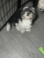 Princesa, a female Shih Tzu for sale in Waterbury, CT – Photo 4 of 6