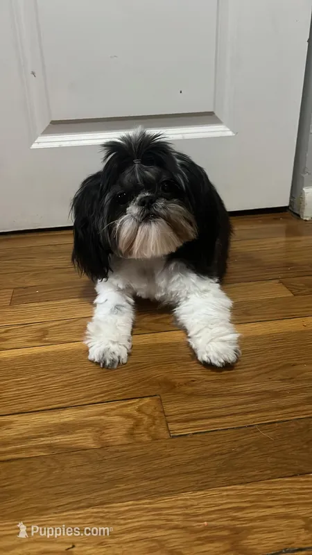 Princesa – Shih Tzu puppy on hold in Waterbury, CT