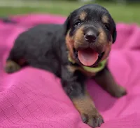 Belle Fille, a female Rottweiler for sale in Henderson, TX – 1 of 7