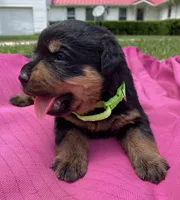 Belle Fille, a female Rottweiler for sale in Henderson, TX – 5 of 7