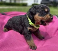 Belle Fille, a female Rottweiler for sale in Henderson, TX – 7 of 7