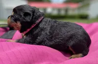 ROSE, a female Rottweiler for sale in Henderson, TX – 7 of 7