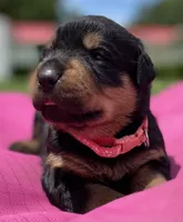ROSE, a female Rottweiler for sale in Henderson, TX – 3 of 7