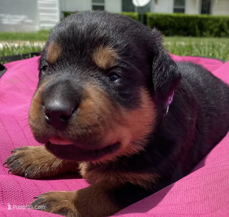 Mo Cher – Rottweiler puppy for sale in Henderson, TX