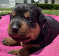 Mo Cher, a female Rottweiler for sale in Henderson, TX – 1 of 6