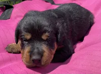 Mo Cher, a female Rottweiler for sale in Henderson, TX – 5 of 6