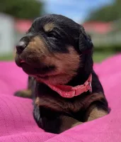 ROSE, a female Rottweiler for sale in Henderson, TX – 6 of 7