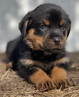 PURPLE, a female Rottweiler for sale in Henderson, TX – Photo 2 of 4